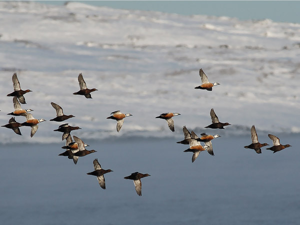 Allihaahka, Steller's Eider, Polysticta stelleri